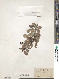 Tricerma phyllanthoides image