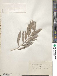 Monteverdia aquifolium image