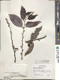 Image of Monteverdia ebenifolia