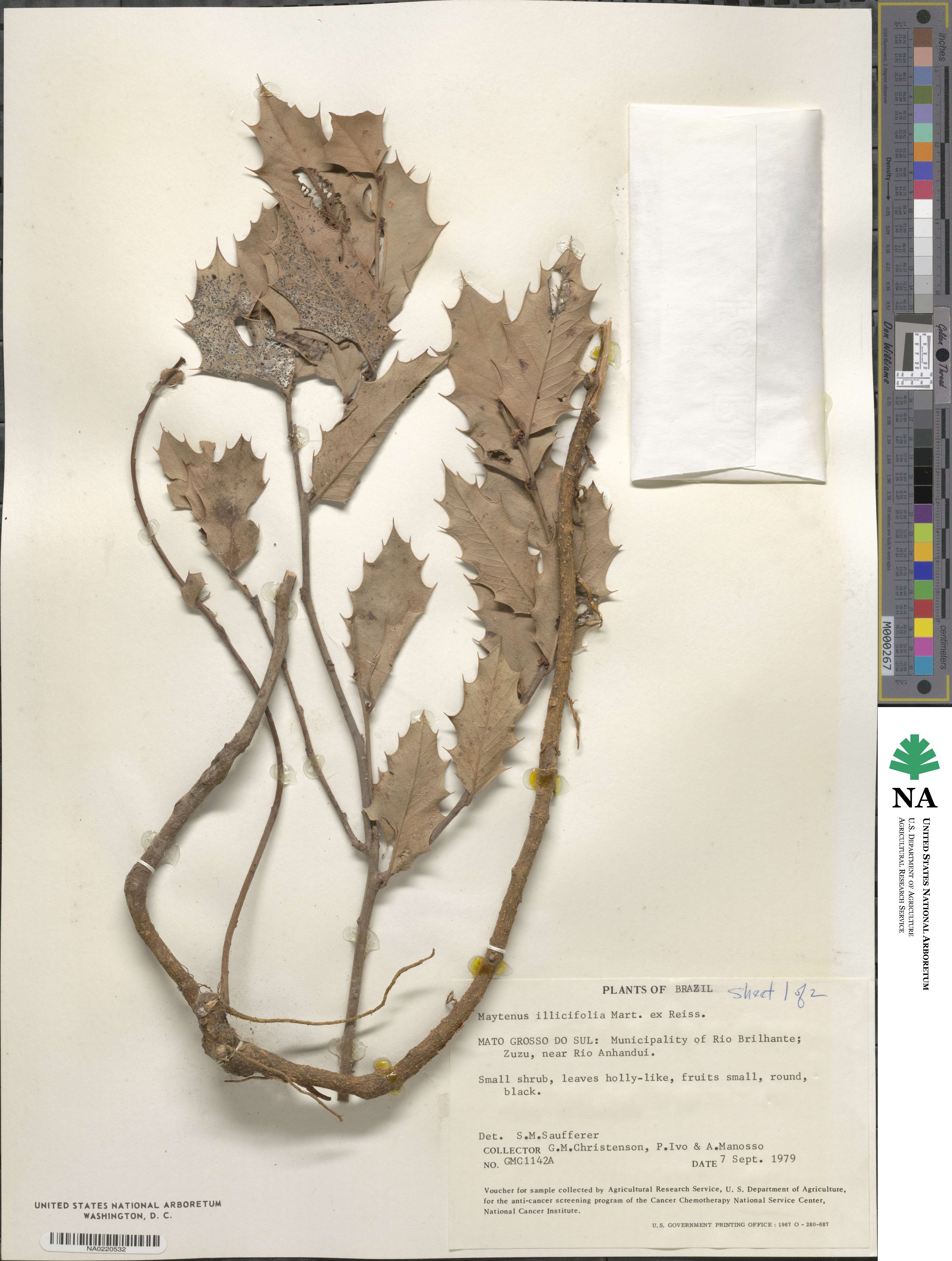 Maytenus ilicifolia image