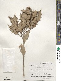 Maytenus ilicifolia image