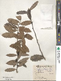 Maytenus ilicifolia image