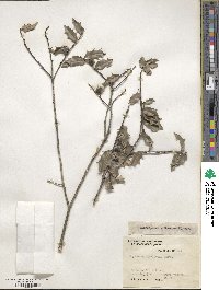 Maytenus ilicifolia image