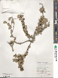 Gymnosporia diversifolia image