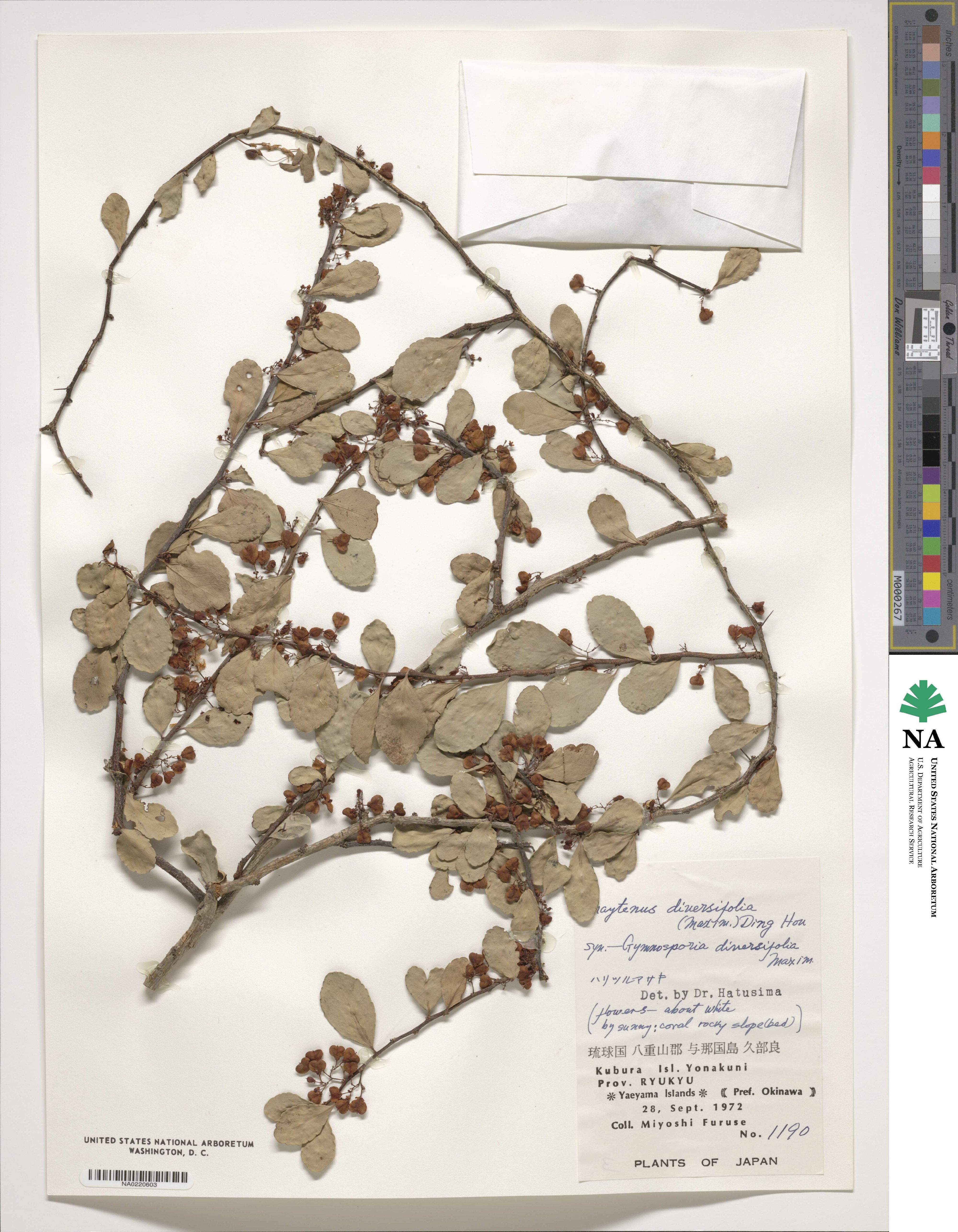 Gymnosporia diversifolia image