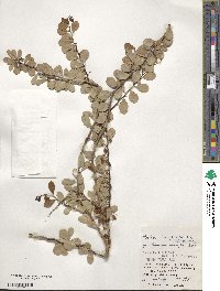 Gymnosporia diversifolia image