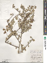 Gymnosporia diversifolia image