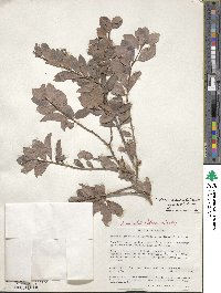 Gymnosporia arbutifolia image