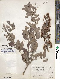 Gymnosporia arbutifolia subsp. arbutifolia image