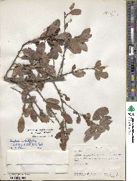 Gymnosporia arbutifolia image