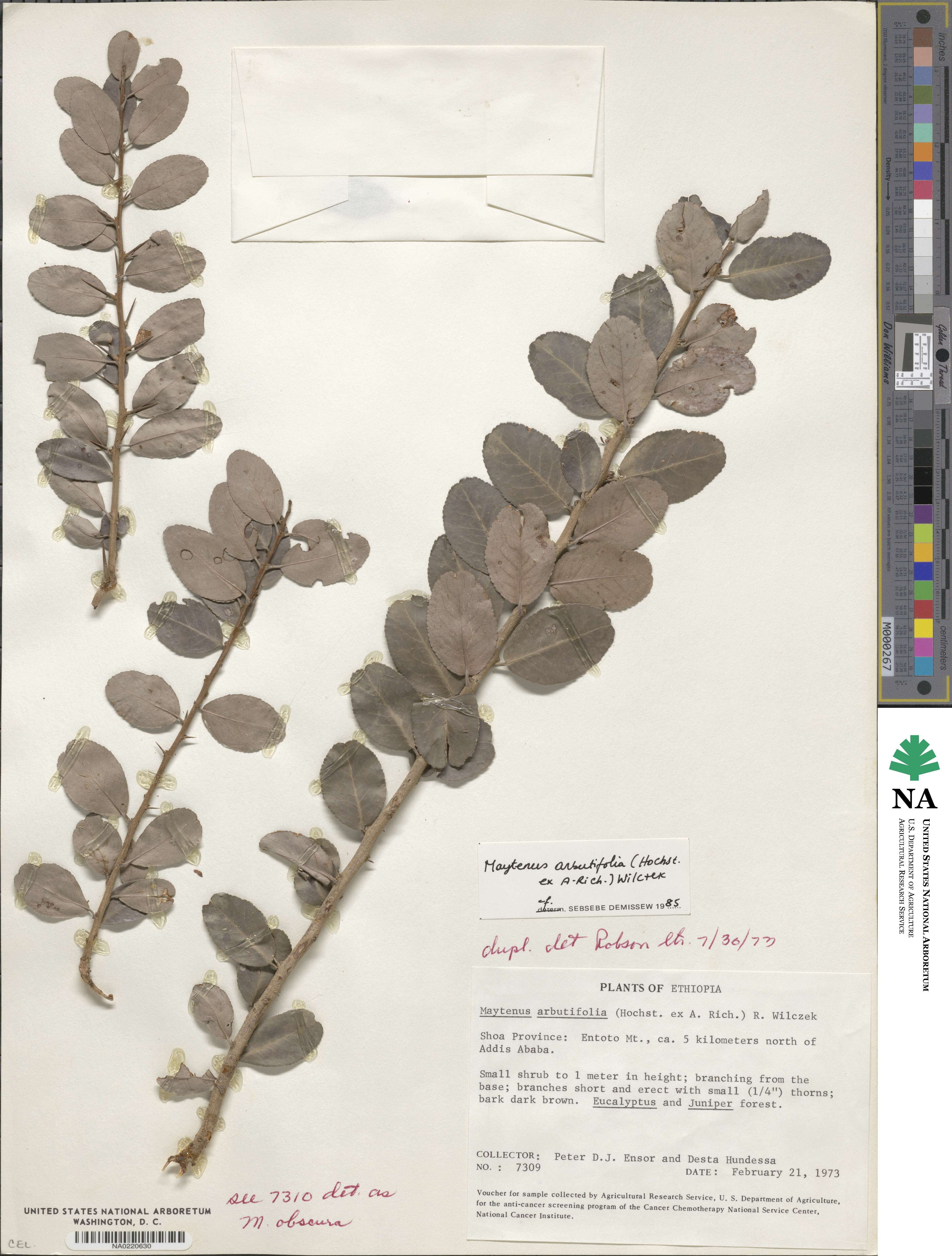 Gymnosporia arbutifolia subsp. arbutifolia image