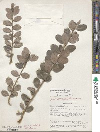 Gymnosporia arbutifolia subsp. arbutifolia image