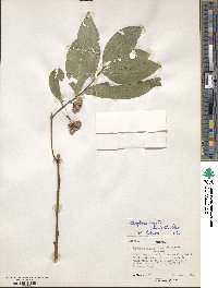 Gymnosporia gracilipes subsp. arguta image