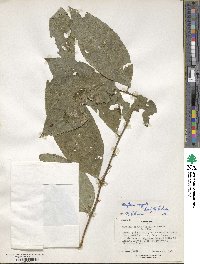 Gymnosporia gracilipes subsp. arguta image