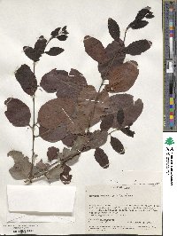 Gymnosporia buchananii image