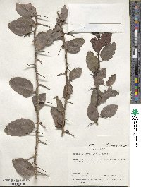 Gymnosporia buchananii image