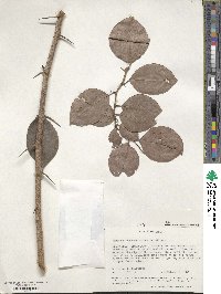 Gymnosporia buchananii image