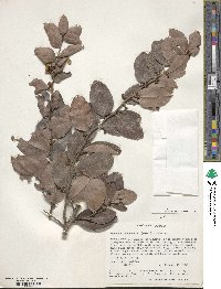 Gymnosporia buchananii image