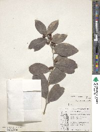 Gymnosporia buchananii image