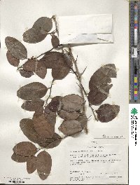 Gymnosporia buchananii image