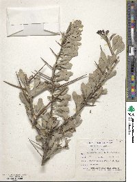 Gymnosporia heterophylla image