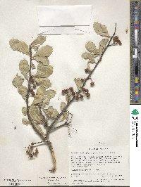 Gymnosporia heterophylla image