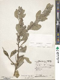 Gymnosporia heterophylla image