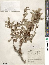 Gymnosporia heterophylla image