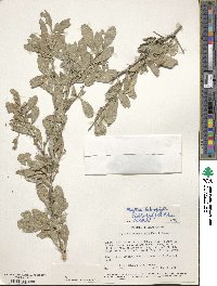 Gymnosporia heterophylla image