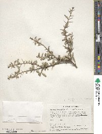 Gymnosporia heterophylla image