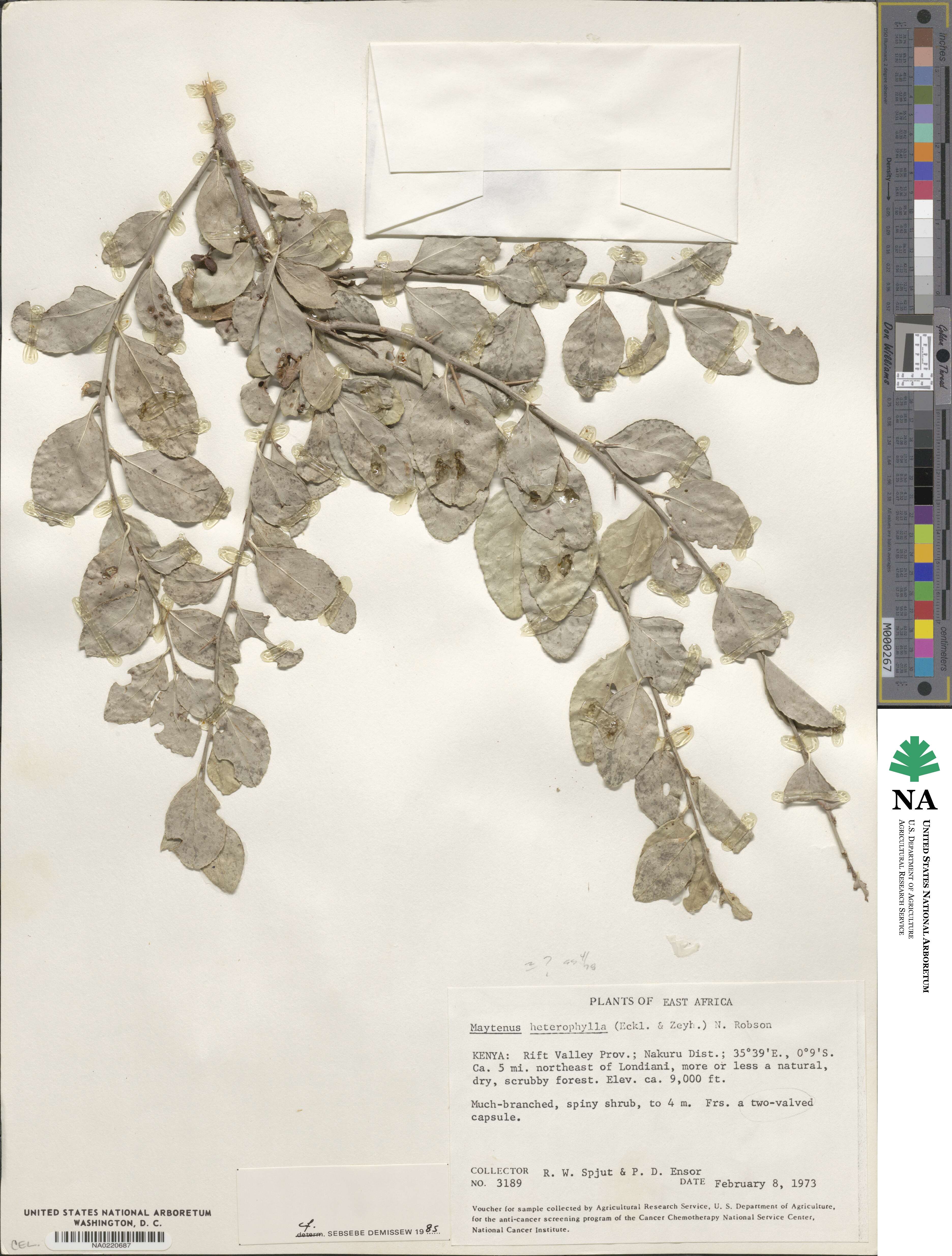 Gymnosporia heterophylla image