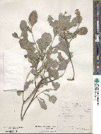 Gymnosporia heterophylla image