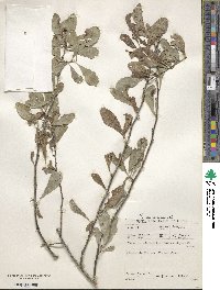 Gymnosporia heterophylla image