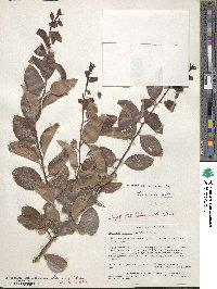 Image of Gymnosporia obscura