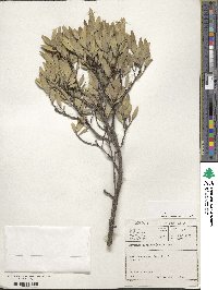 Gymnosporia laurina image