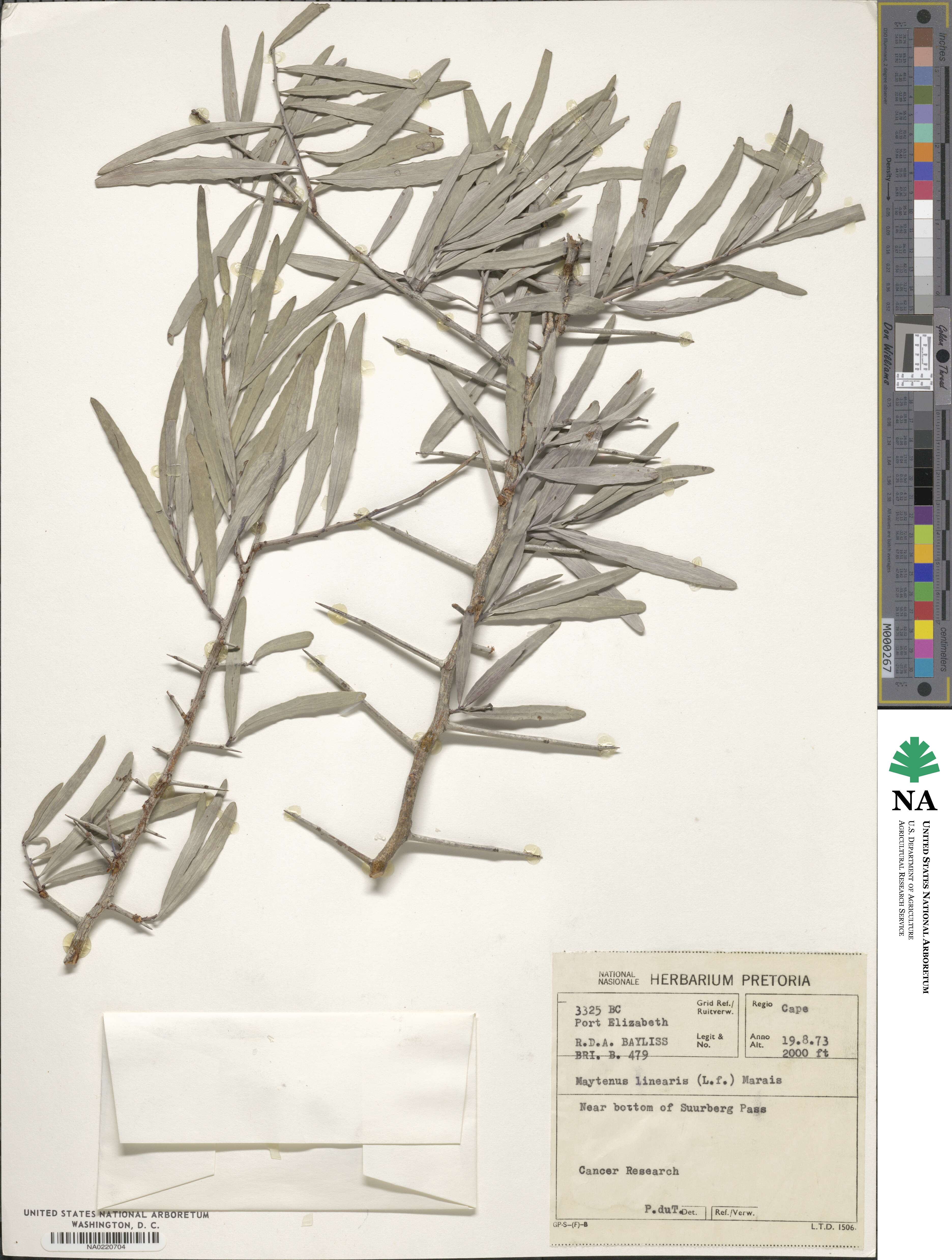 Gymnosporia linearis subsp. linearis image