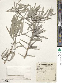 Gymnosporia linearis subsp. linearis image