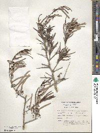 Gymnosporia linearis image