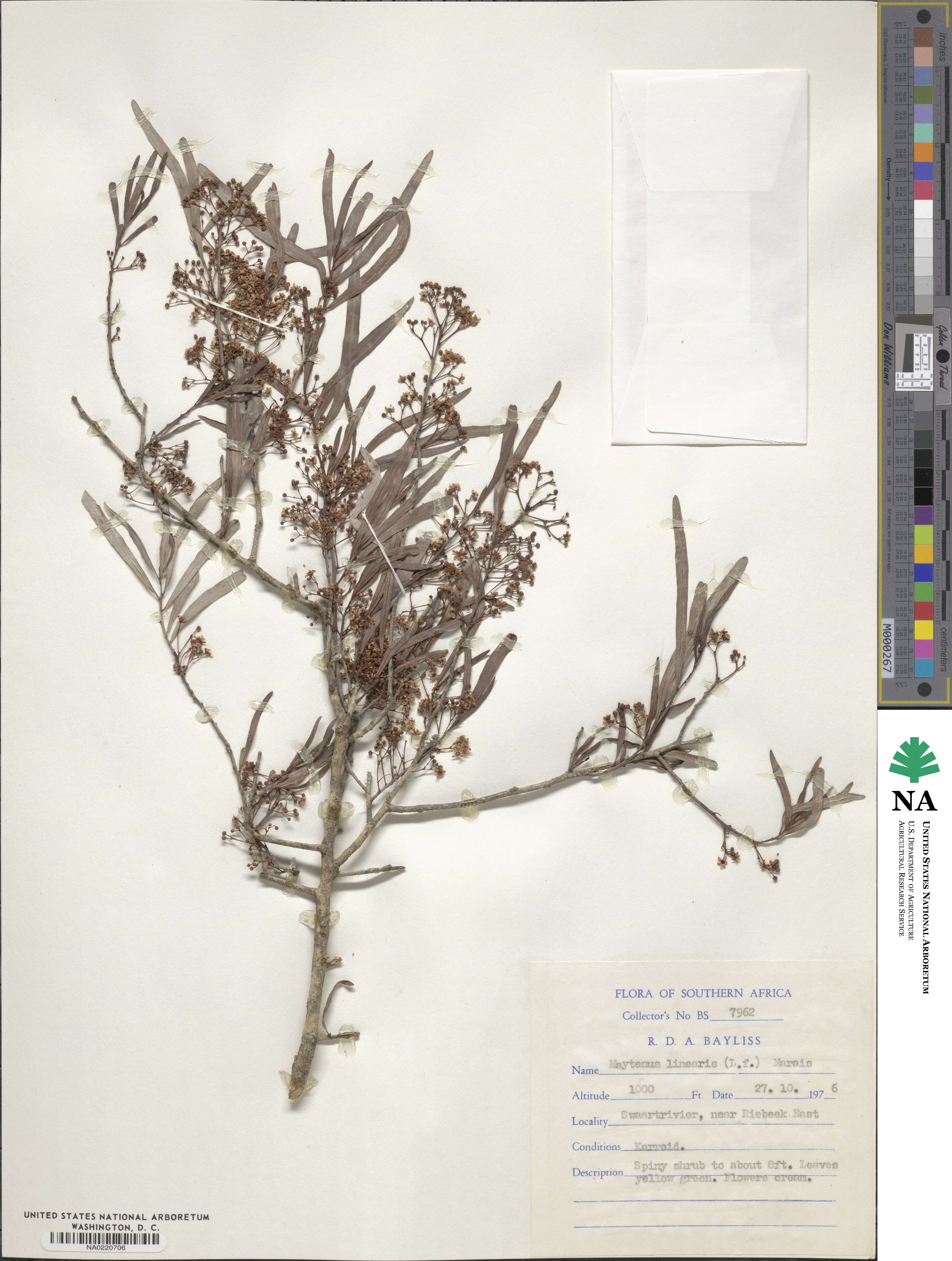 Gymnosporia linearis subsp. linearis image