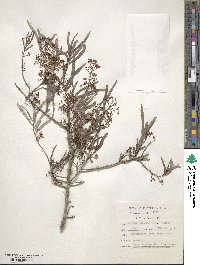 Gymnosporia linearis image