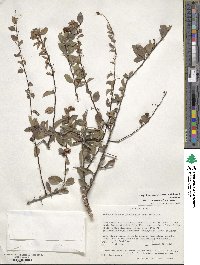 Maytenus mossambicensis var. ambonensis image