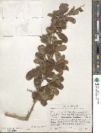 Gymnosporia putterlickioides subsp. putterlickioides image