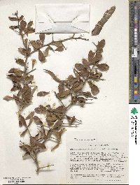 Gymnosporia putterlickioides subsp. putterlickioides image