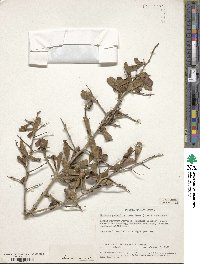 Gymnosporia putterlickioides subsp. putterlickioides image