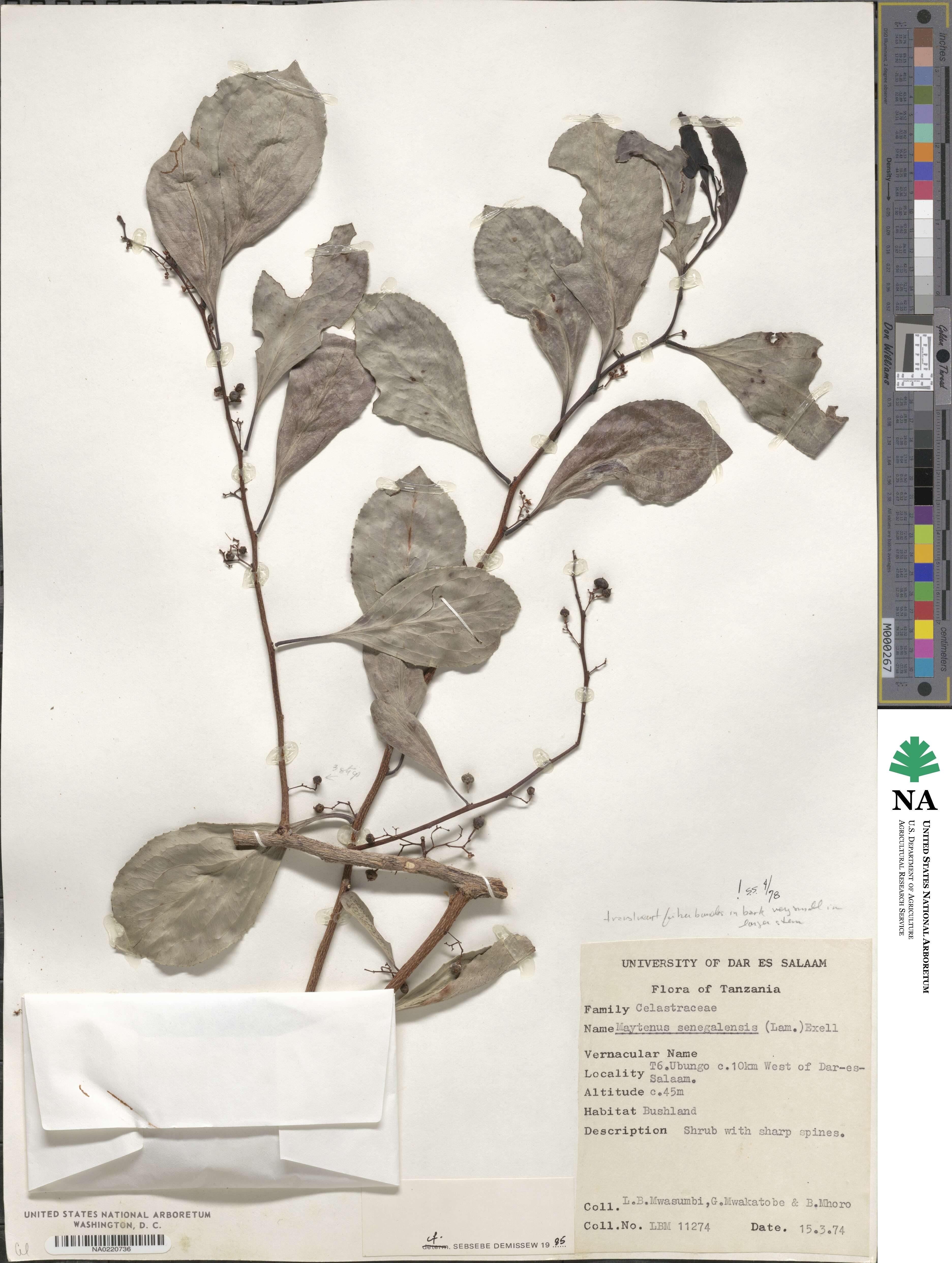 Gymnosporia senegalensis image
