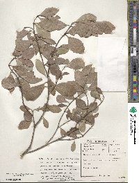 Gymnosporia undata image