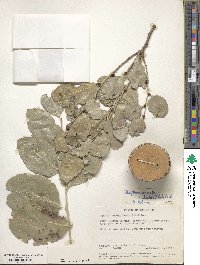 Gymnosporia undata image