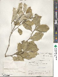 Gymnosporia undata image