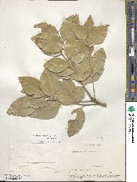 Gymnosporia undata image