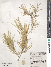 Denhamia cunninghamii image